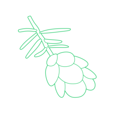 Plants Gymnosperms Silhouette Svg Vector, Free Vectors File